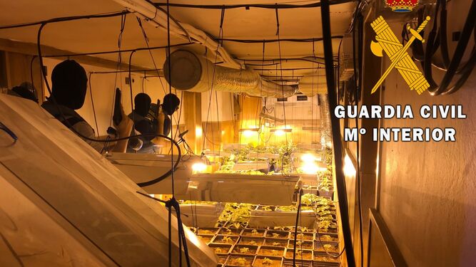 Detenido por cultivar 563 plantas de marihuana en un pub de Roquetas de Mar