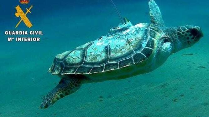 La tortuga 'Benjamín' sigue transmitiendo su posición un año después de su suelta