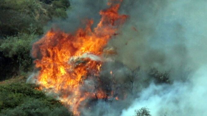 El incendio de Gran Canaria deja ya más de 6.000 hectáreas quemadas y 9.000 evacuados