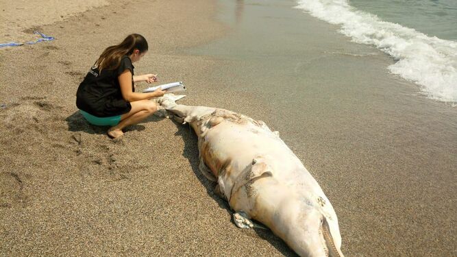 Una de las voluntarias de Equinac, junto al cadáver del cetáceo.