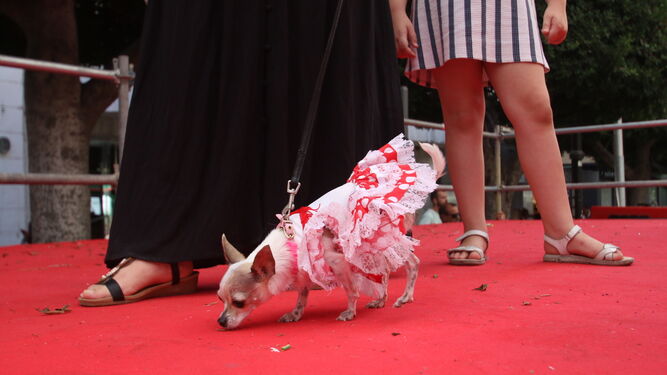 Fotogaler&iacute;a del Festival Canino