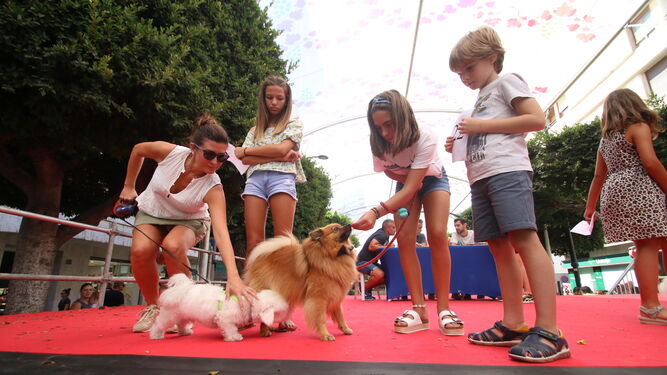 Fotogaler&iacute;a del Festival Canino