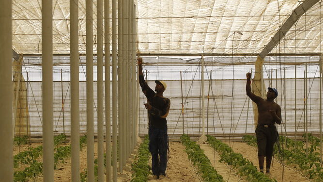 Dos trabajadores, en un cultivo invernado de pimiento.