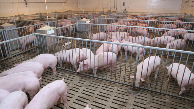Imagen de archivo de una granja de cerdos.