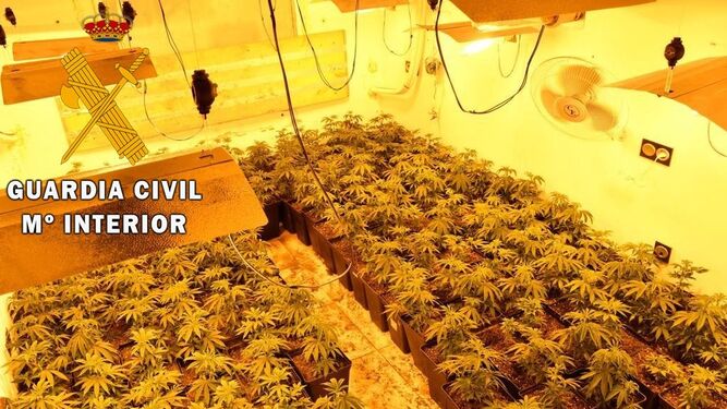 Localizadas más de cien plantas de marihuana y 34 enganches ilegales a la luz en un cultivo en Roquetas