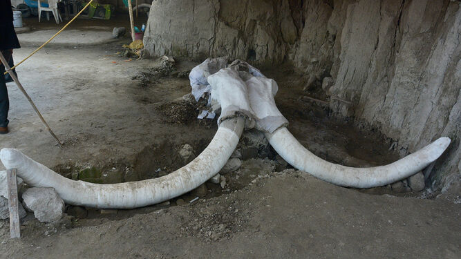 Descubierta la primera trampa artificial del mundo para cazar mamuts