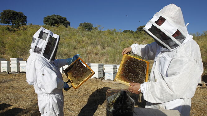 apicultura Diario de Almería