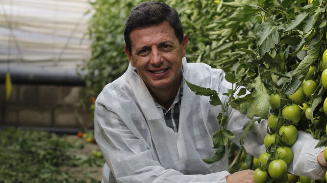 Manuel Hernández, responsable del cultivo de tomate de Rijk Zwaan Ibérica.