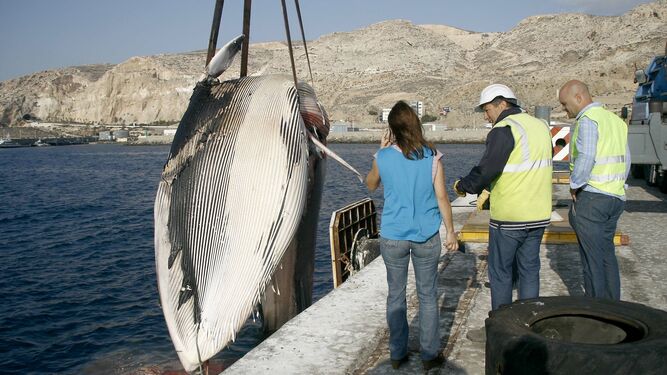 Imagen del rescate de una ballena varada a finales de 2014 en las costas de Almería.