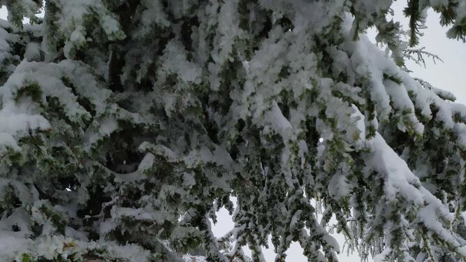 Fotograf&iacute;as de nieve en Calar Alto