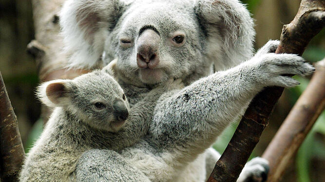 Dos ejemplares de koala en una rama.