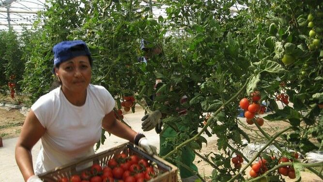 javier alonso Los productores de tomate están abandonando el cultivo porque las importaciones marroquíes provocan bajos precios.