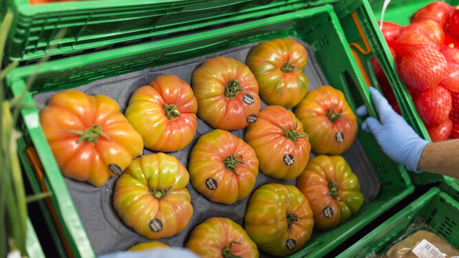 El objetivo es desarrollar tomates más resistentes y también de mejor calidad.