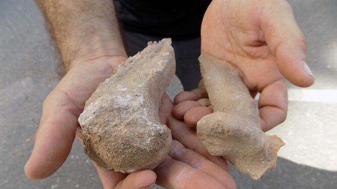Estos son los huesos de oso que se encontraron.