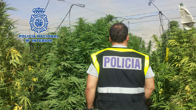 La Policía Nacional detuvo a 244 personas en Almería, por delitos relacionados con el tráfico de drogas