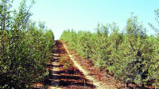 Campos de olivos en la región portuguesa del Alentejo