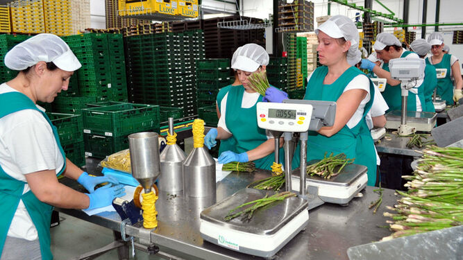 Mujeres trabajando en una empresa agroalimentaria