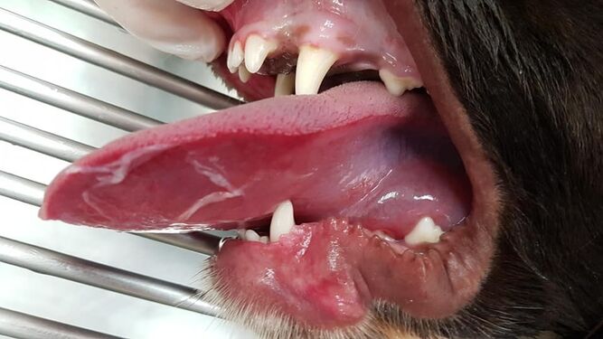 Boca de un perro afectado por la procesionaria.