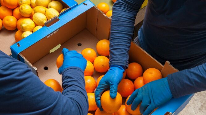 CSIF pide protección inmediata para los trabajadores del manipulado de alimentos en Almería