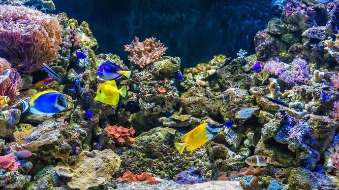 El ingreso permitirá al aquarium mejorar y ampliar sus instalaciones y, al mismo tiempo, tener una buena carta de presentación ante organismos privados o públicos.