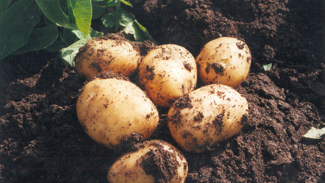 Patatas nuevas en el campo.