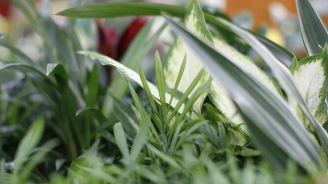 Fotogaler&iacute;a plantas para el D&iacute;a de la Madre en Suministros Tripiana