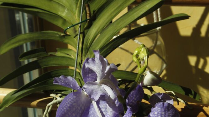 Fotogaler&iacute;a plantas para el D&iacute;a de la Madre en Suministros Tripiana