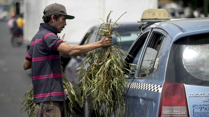 Un vendedor de eucalipto en un semáforo de Managua, Nicaragua