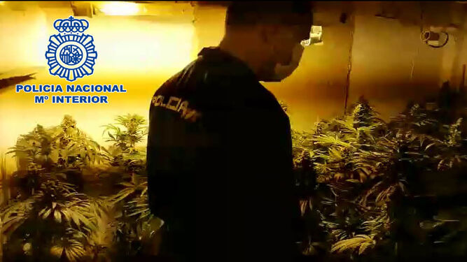 Cuatro detenidos y 304 plantas de marihuana intervenidas en El Ejido