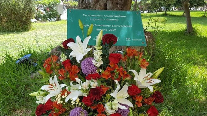Placa conmemorativa que se instaló en 2009 en el olivo situado a las puertas del hospital Torrecárdenas.