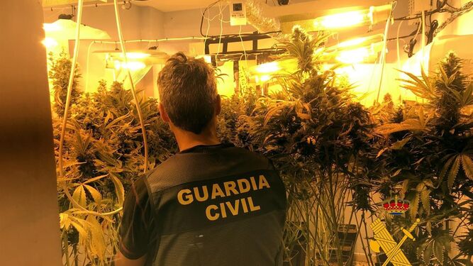 Desmantelada una plantación de marihuana en un edificio de Roquetas de Mar
