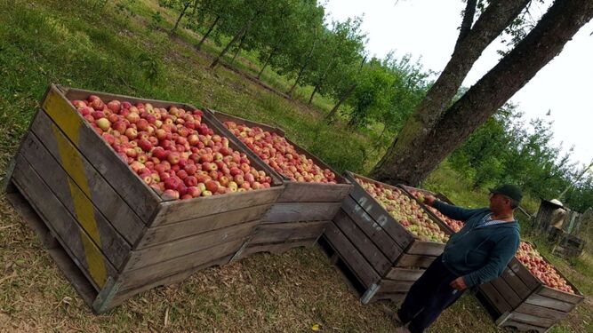 Ecoculture mejora la coloración en manzana Fuji y Pink Lady y reduce la caída de frutos en Brasil