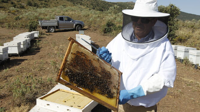 El apicultor Juan Alférez junto a parte de sus colmenas