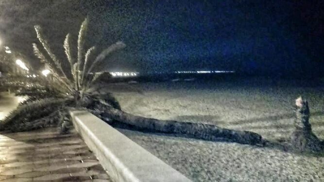 Imagen de la palmera icono de Costacabana, partida en dos por el viento, que compartieron vecinos en redes sociales