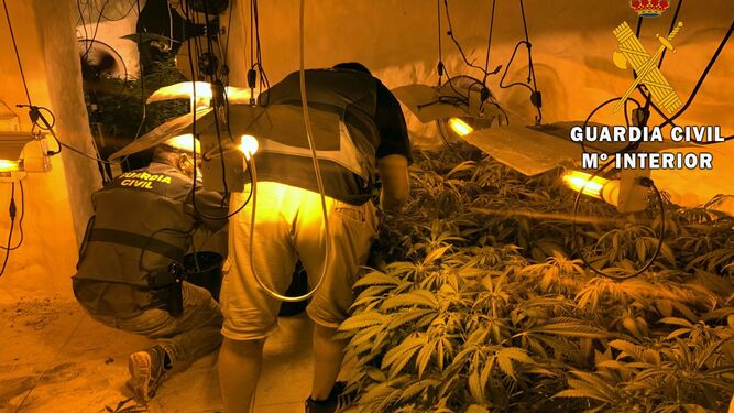 Tres detenidos y 214 plantas de marihuana intervenidas en Gádor