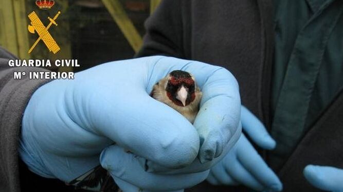 Investigan a un vecino de Alhama por capturar aves pequeñas protegidas con artes prohibidas