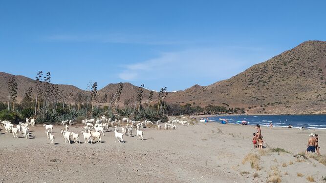 Sol, playa y cabras con denominación de origen