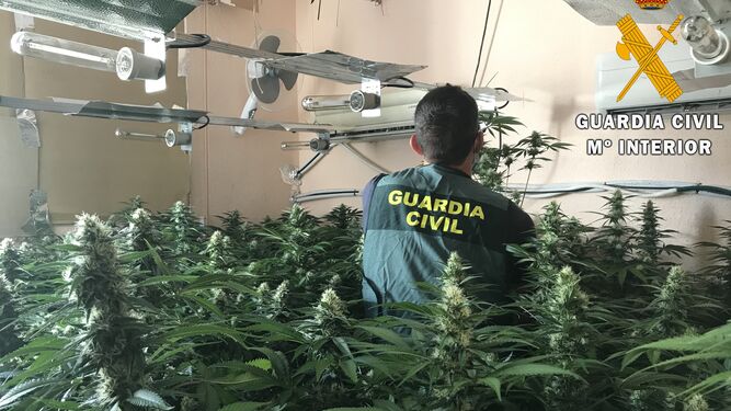Un detenido y 405 plantas de marihuana intervenidas en Roquetas de Mar