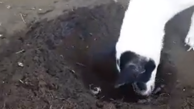 Momento del vídeo de la perrita que cava tumba para su cachorro.