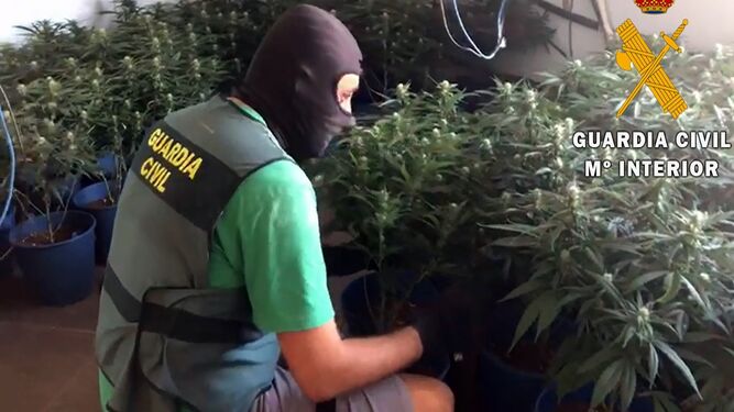 La Guardia Civil de Almería desmantela un cultivo indoor de marihuana en Roquetas de Mar