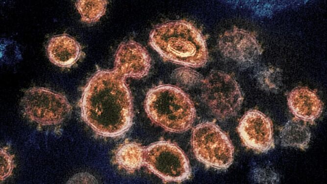 Un estudio revela que hay casi 850.000 virus desconocidos en la naturaleza con capacidad de infectar a seres humanos