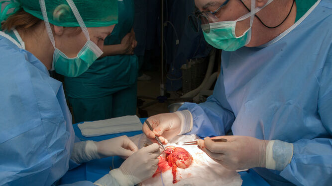 Imagen de archivo de dos especialistas durante la preparación de un riñón en un proceso de donación