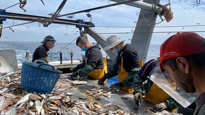 En su escrito, las organizaciones recuerdan además el esfuerzo realizado por la flota de arrastre para aplicar las medidas del Plan de Gestión Plurianual de las pesquerías demersales del Mediterráneo.