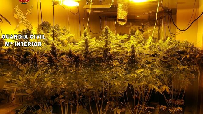 Hallan cien plantas de marihuana en una casa ocupada en Roquetas de Mar