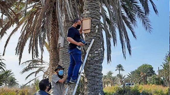 Instalación de refugios para murciélagos en palmeras.