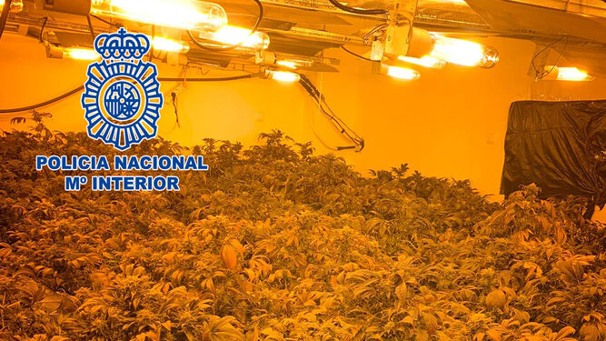 Siete detenidos por cultivar 391 platas de marihuana en propiedades ocupadas en Almería