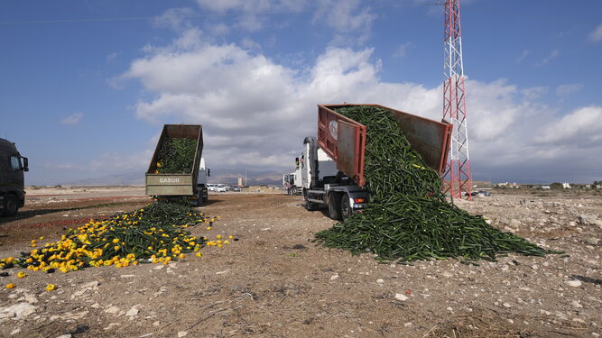 Fotogalería destrucción de pepinos en Almería