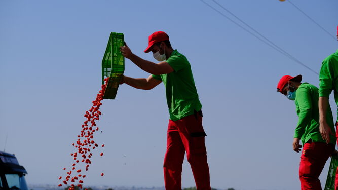 Fotogalería destrucción de pepinos en Almería