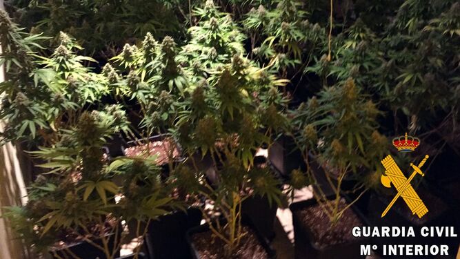 Dos detenidos y 160 plantas de marihuana intervenidas en Roquetas de Mar
