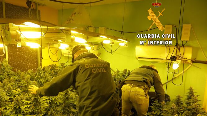 Dos detenidos y 209 plantas de marihuana intervenidas en Huércal de Almería